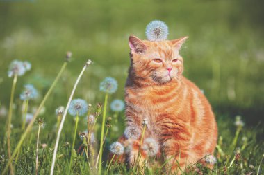 Küçük bir kedi yavrusu blowballs arasında karahindiba alanındaki portresi. Bahar zevk kedi