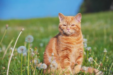 Küçük bir kedi yavrusu blowballs arasında karahindiba alanındaki portresi. Bahar zevk kedi
