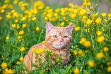 Düğünçiçeği çiçek sahada bir zencefil kedicik portresi. Bahar zevk kedi