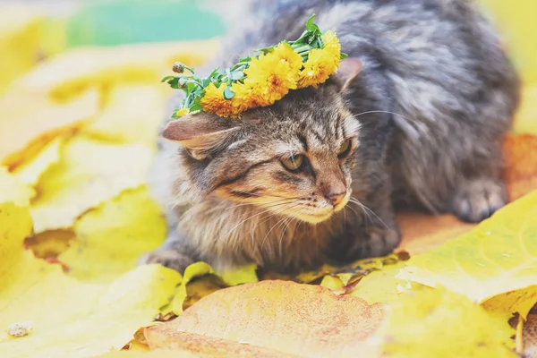 Porträt Der Sibirischen Katze Die Herbst Auf Den Fallenden Blättern — Stockfoto
