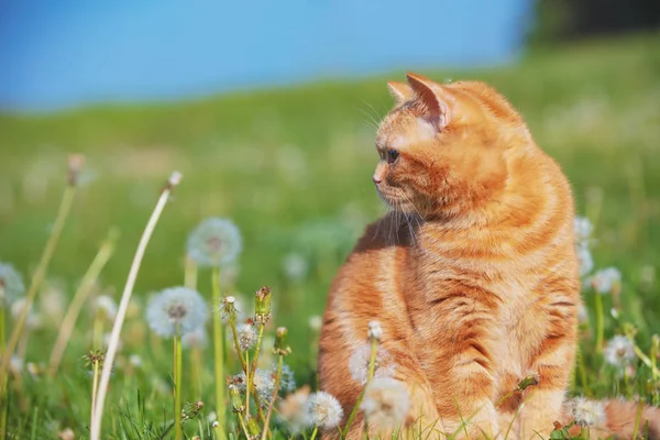 Retrato Gatito Campo Diente León Entre Las Bolas Gato Disfrutando — Foto de Stock