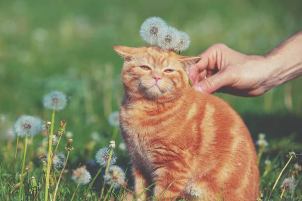 Retrato Gatito Campo Diente León Entre Las Bolas Gato Disfrutando — Foto de Stock