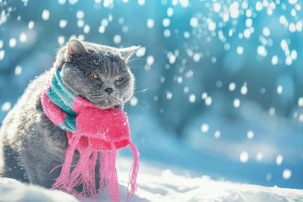 戴着针织围巾的一只蓝色英国短毛猫猫的肖像 雪中冬天的猫坐在户外的雪地里 — 图库照片
