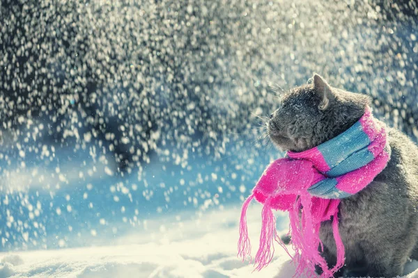 Портрет Синей Британской Короткошерстной Кошки Трикотажном Шарфе Кот Сидит Улице — стоковое фото