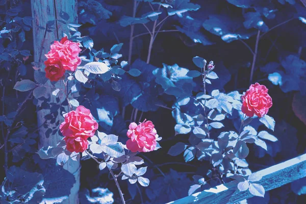 Blue Vintage Flower Background Rose Bush Garden — Stock Photo, Image