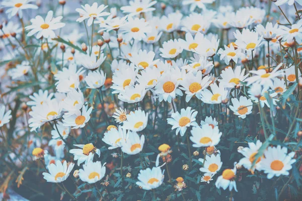 Kamillenblüten Schönen Natürlichen Floralen Hintergrund Sommerzeit — Stockfoto