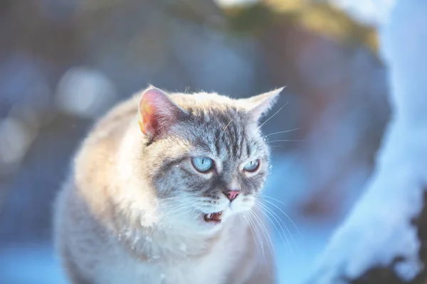 Portrét Roztomilý Meowing Kočka Sedí Stromě Zimě — Stock fotografie