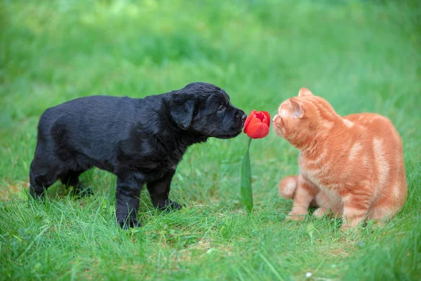 Grappige Dieren Kleine Puppy Kitten Buiten Spelen Zomertuin Katten Hondenbont — Stockfoto