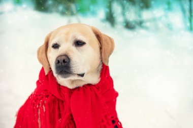 Kırmızı bir şala sarılı bir köpeğin portresi ve açık havada karlı bir kış günü
