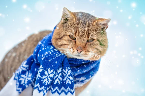 Mooie Mode Portret Van Een Kat Gebreide Sjaal Dragen Kat — Stockfoto