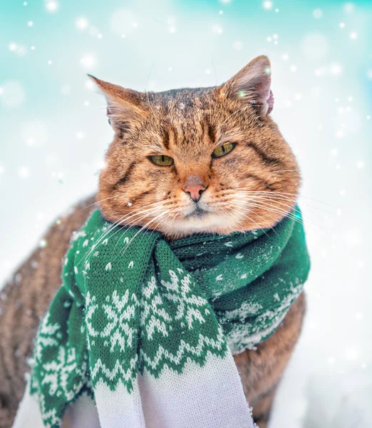 Mooie Mode Portret Van Een Kat Gebreide Sjaal Dragen Kat — Stockfoto
