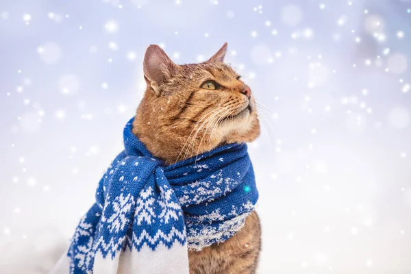 Beautiful Fashion Portrait Cat Wearing Knitted Scarf Cat Sitting Outdoors — Stock Photo, Image