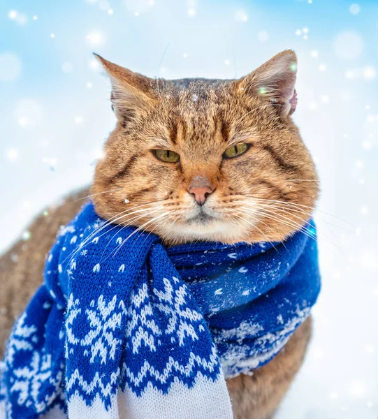 Όμορφη Μόδας Πορτρέτο Μιας Γάτας Που Φορώντας Πλεχτό Κασκόλ Cat — Φωτογραφία Αρχείου