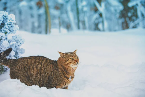 冬森の屋外で深い雪の中を歩く猫 — ストック写真