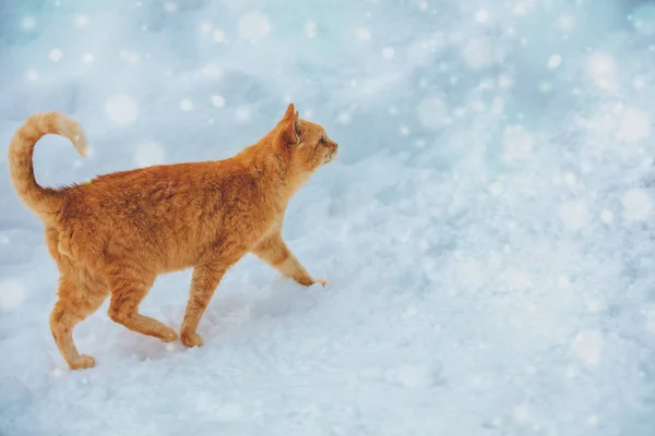 Κόκκινο Γάτα Περπάτημα Στο Χιόνι Εξωτερικούς Χώρους Χειμώνα — Φωτογραφία Αρχείου
