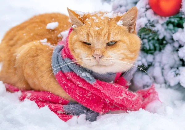 Gato Rojo Con Bufanda Sentado Aire Libre Invierno Nevado Cerca — Foto de Stock