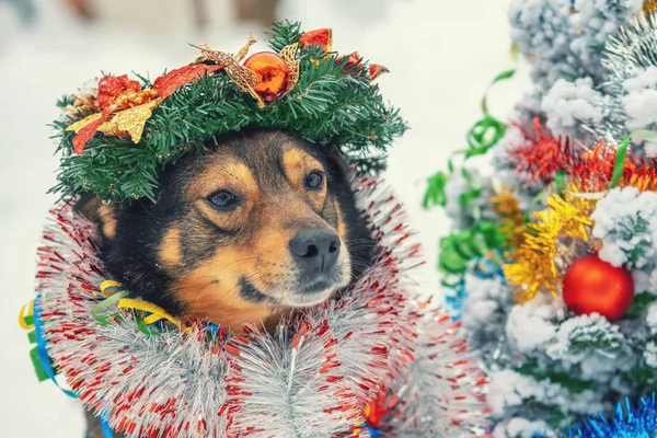 Porträtt Hund Som Intrasslad Färgglada Glitter Och Bär Jul Krans — Stockfoto