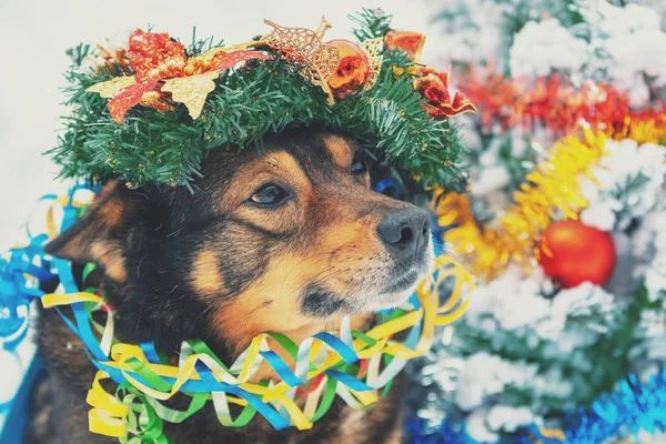 多彩なチンサルおよび身に着けているクリスマスの花輪に巻き込まれ犬の肖像画 屋外モミの木のそばに座っている犬 — ストック写真