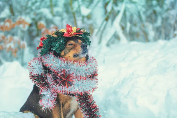 Porträtt Hund Som Intrasslad Färgglada Glitter Och Bär Jul Krans — Stockfoto