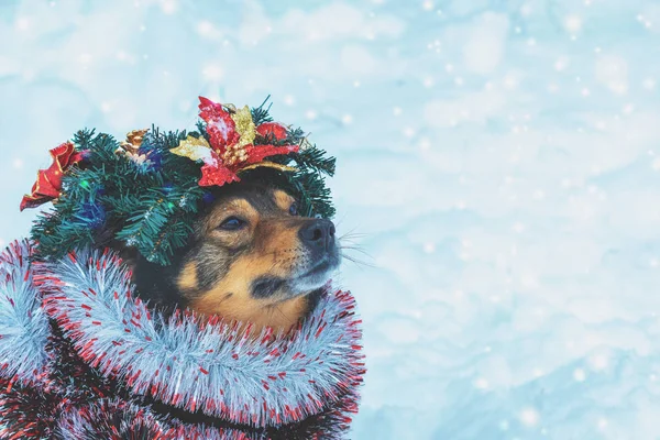 Retrato Perro Enredado Colorido Oropel Llevando Una Corona Navidad Perro —  Fotos de Stock