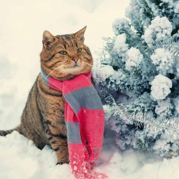 Cat Wearing Scarf Sitting Outdoors Snowy Winter Fir Tree — Stock Photo, Image