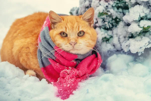 Het Dragen Van Rode Kat Sjaal Zitten Buiten Winter Van — Stockfoto