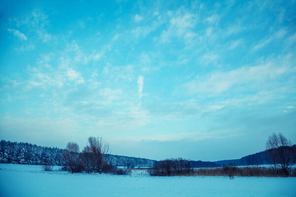 Winter snowy scenery. Row of trees on snowy field in evening