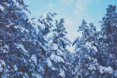 Mavi gökyüzü karşı kar kış çam ormanı kaplı