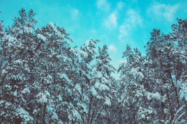 Mavi gökyüzü karşı kar kış çam ormanı kaplı