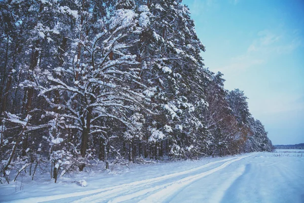 Winter Landscape Snowy Field Pine Forest — Stock Photo, Image