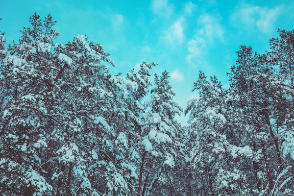 Mavi gökyüzü karşı kar kış çam ormanı kaplı