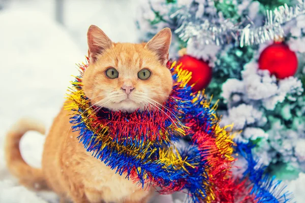 Red Cat Wearing Scarf Sitting Outdoors Snowy Winter Christmas Tree — Stock Photo, Image