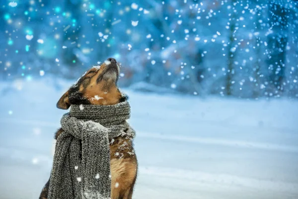 Portrait Dog Knitted Scarf Tied Neck Walking Blizzard Forest Dog — Stock Photo, Image