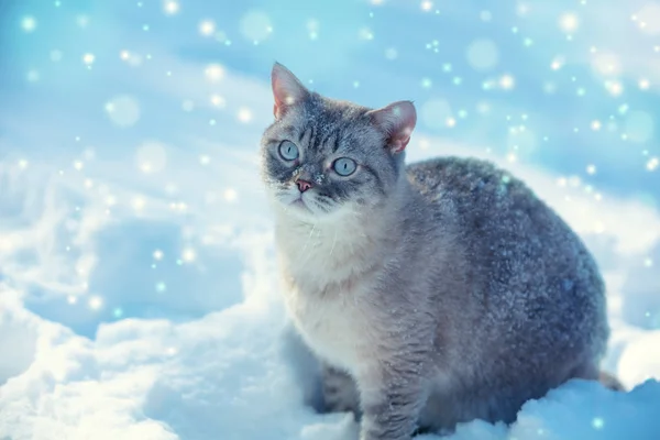 겨울에는 야외에서 귀여운 고양이 — 스톡 사진