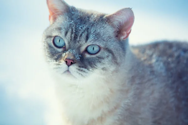 Ładny Kot Syjamski Chodzenie Zewnątrz Głębokim Śniegu Zimie — Zdjęcie stockowe
