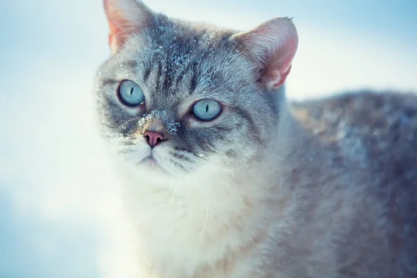 Şirin Siyam Kedi Derin Karda Kışın Açık Havada Yürüyüş — Stok fotoğraf