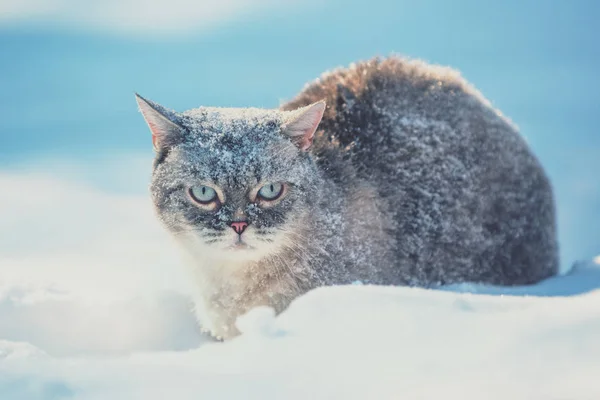 冬の深い雪の中で野外を歩いているかわいいシャム猫 — ストック写真