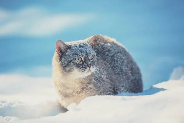 Schattig Siamese Kat Buiten Lopen Diepe Sneeuw Winter — Stockfoto