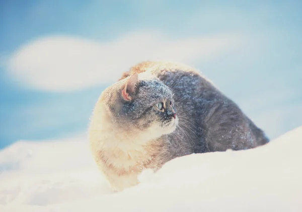Cute Siamese Cat Walking Outdoors Deep Snow Winter — Stock Photo, Image