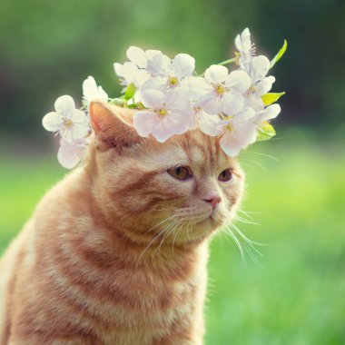 Sevimli küçük bir kedi yavrusu bahar bahçe çim üzerinde oturan kafasına kiraz çiçekleri ile