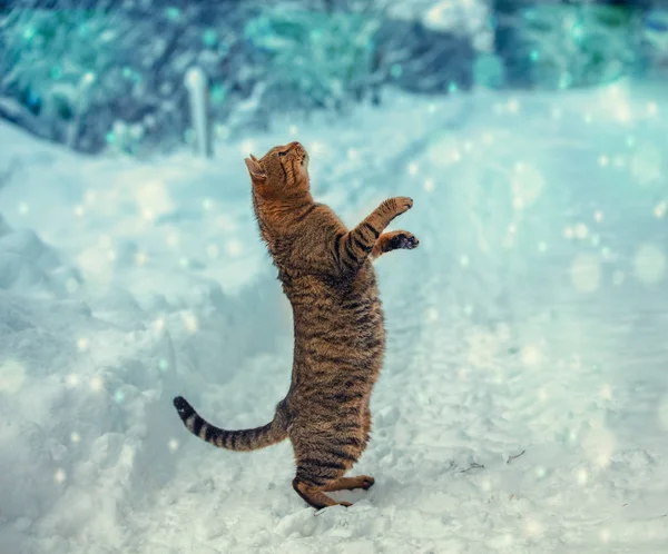 Cat Stands Its Hind Legs Snow Looks Falling Snowflakes — Stock Photo, Image