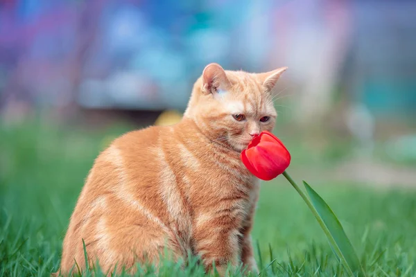 Bonito Pouco Vermelho Gatinho Farejando Tulipa Flor Primavera Jardim — Fotografia de Stock