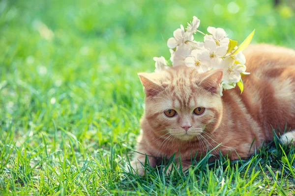 Een Leuk Klein Katje Met Cherry Bloemen Het Hoofd Liggen — Stockfoto