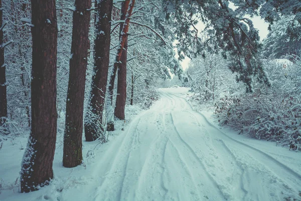 Kırsal Kış Manzara Çam Ormanı Ülke Karlı Yolda — Stok fotoğraf