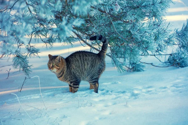 Cat Walking Snow Forest Winter — Stock Photo, Image