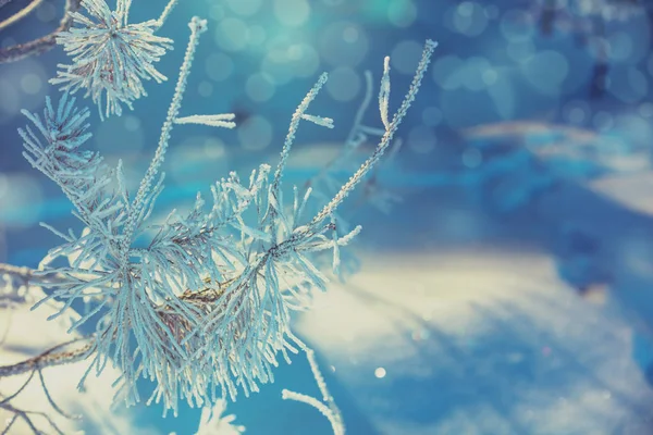 Tall Grenar Täckta Med Rimfrost Naturliga Vintern Bakgrund Vinter Natur — Stockfoto