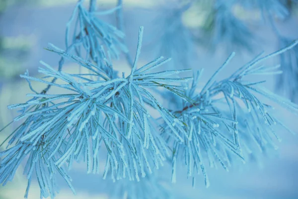 Pine Κλαδιά Καλυμμένα Παγετός Φυσικό Χειμώνα Φόντο Φύση Χειμώνα Χιονισμένο — Φωτογραφία Αρχείου