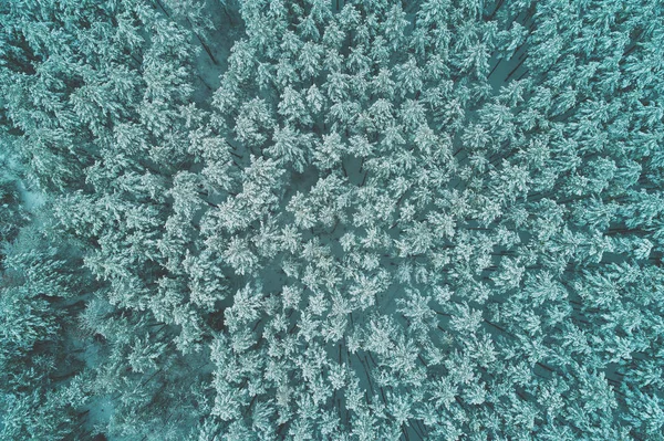 Kiefernwald Winter Baumwipfel Mit Schnee Bedeckt Luftbild — Stockfoto