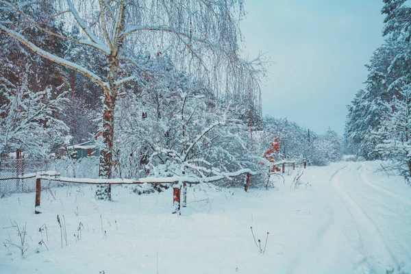 Obszarów Wiejskich Zimowy Krajobraz Kraju Ośnieżone Drogi Wzdłuż Lasu Sosnowego — Zdjęcie stockowe