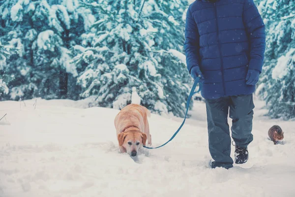 Человек Собакой Ретривером Лабрадора Ходит Зимой Глубокому Снегу Кот Идет — стоковое фото